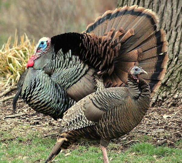 Two eastern wild turkeys standing in grass by a tree