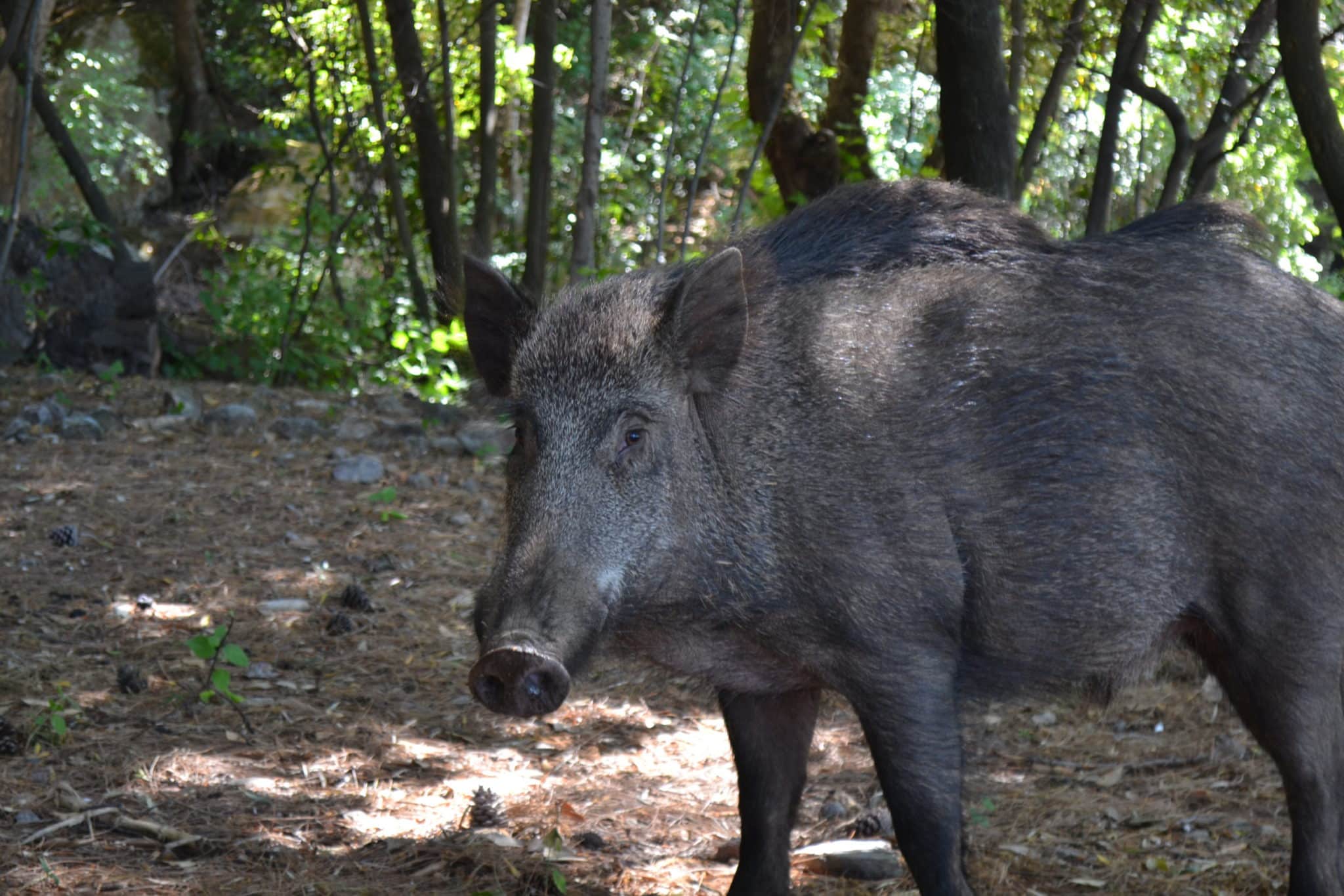 A wild boar in the forest
